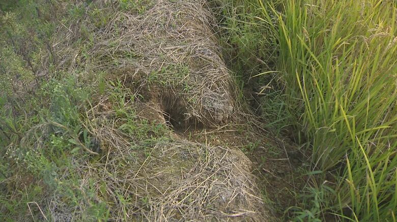 あぜ道にもひび割れ