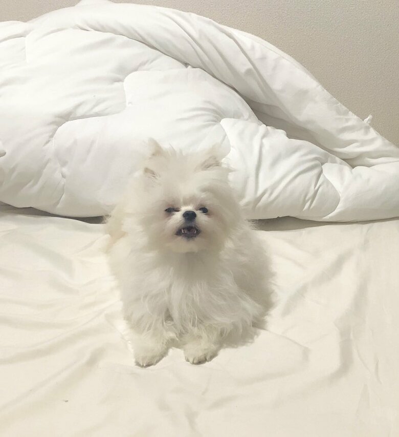 提供：かわいーぬさん