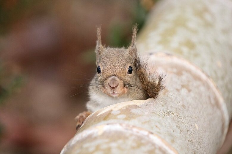 （提供：神戸どうぶつ王国）