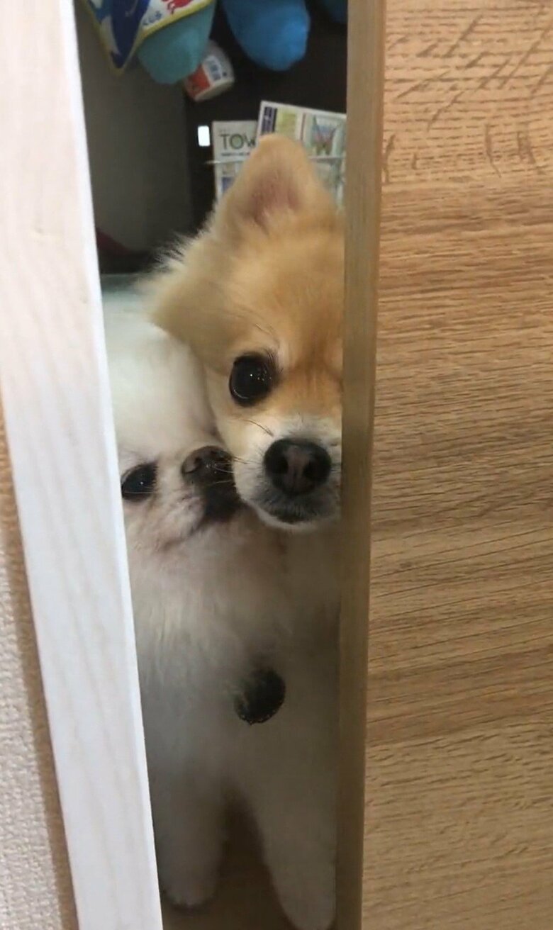 同居犬のにんじゃくんだった…