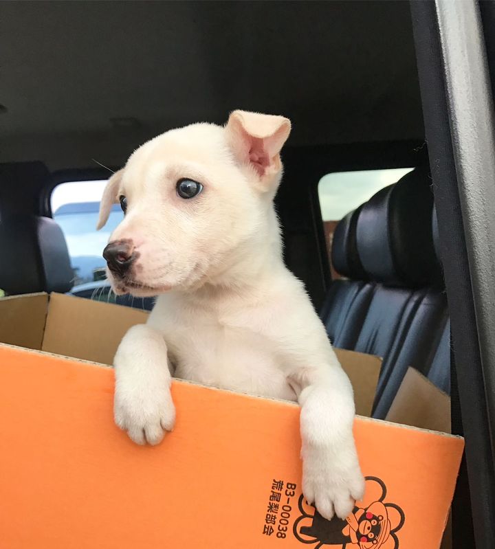 提供：柴犬ハル&雑種すずさん