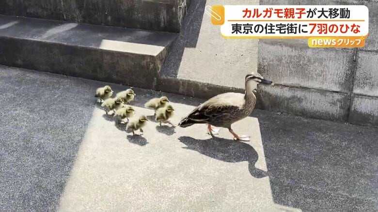 近くの川を目指しているようだったカルガモの親子