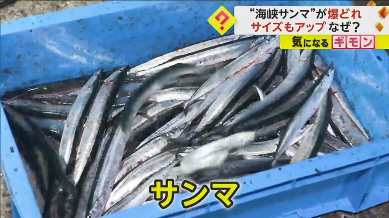 10月31日、花咲港で釣り人が釣り上げた数え切れないほどのサンマ