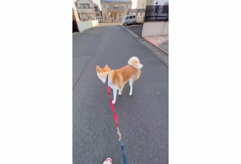 提供：秋田犬 杏(あん)と蓮(れん)さん