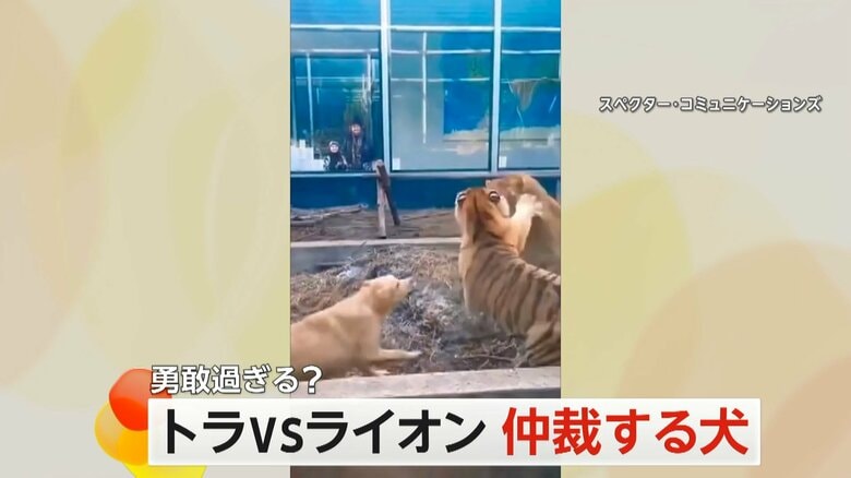 トラとライオンのけんかを仲裁する犬