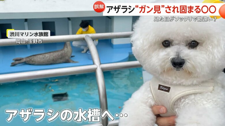 アザラシの水槽に来たビション・フリーゼのセトくん（@seto_1022）