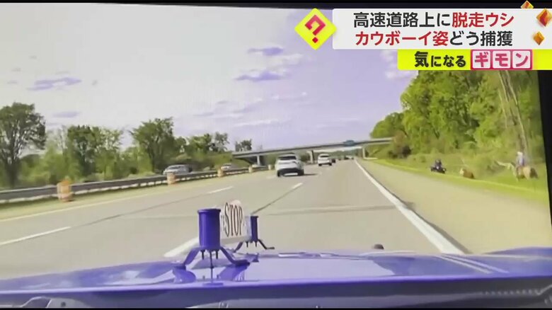 高速道路脇に馬に乗る人物が見える
