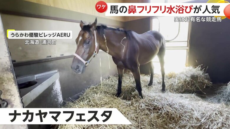 大活躍をしていたナカヤマフェスタ（映像提供：うらかわ優駿ビレッジAERU）