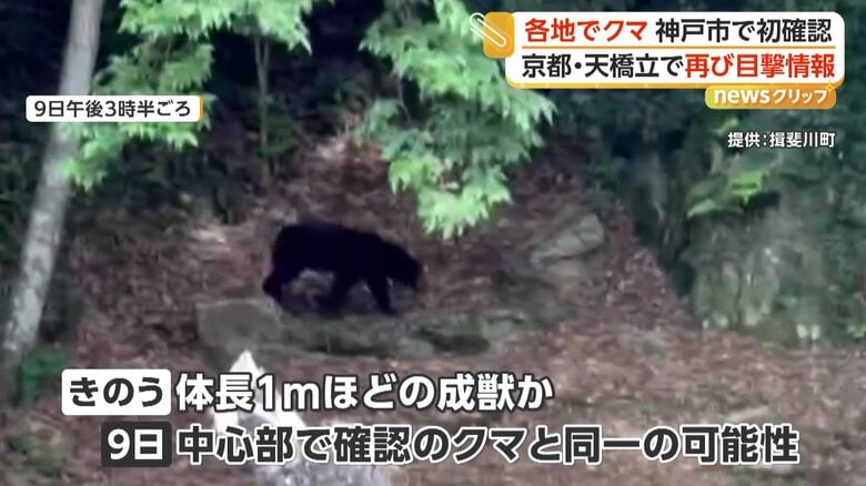 町の中心部で確認されたクマと同じ個体の可能性もあるというクマ