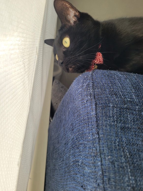 提供：仔猫を拾ったので