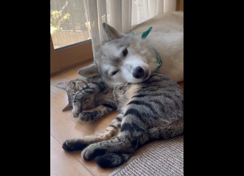 こちらは別日の様子。涼しい部屋の中だとくっついても暑くないよう？