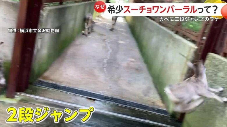 勢いよく2段ジャンプする「スーチョワンバーラル」のユズ