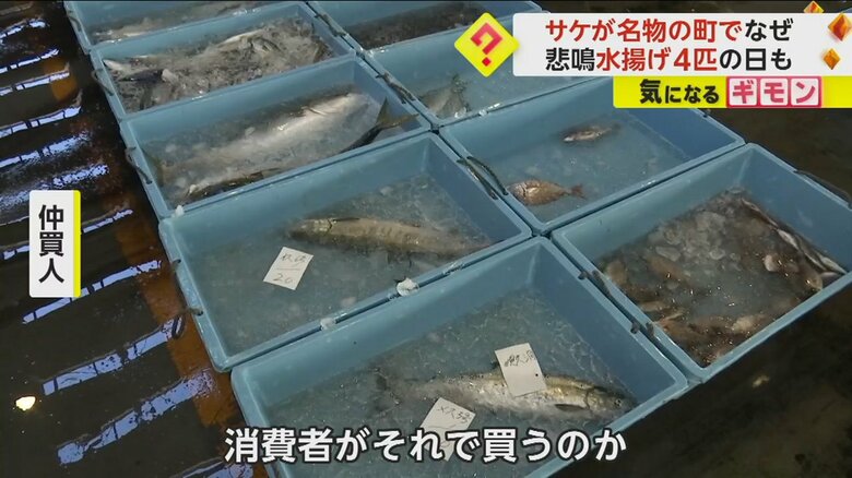 水揚げされたサケが並んでいる