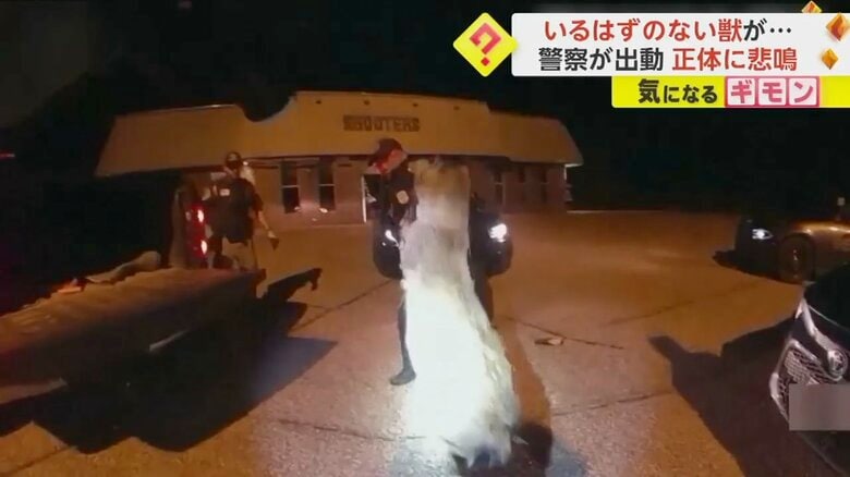 いるはずのない“獣”が警察官によって引っ張り出される様子⑥