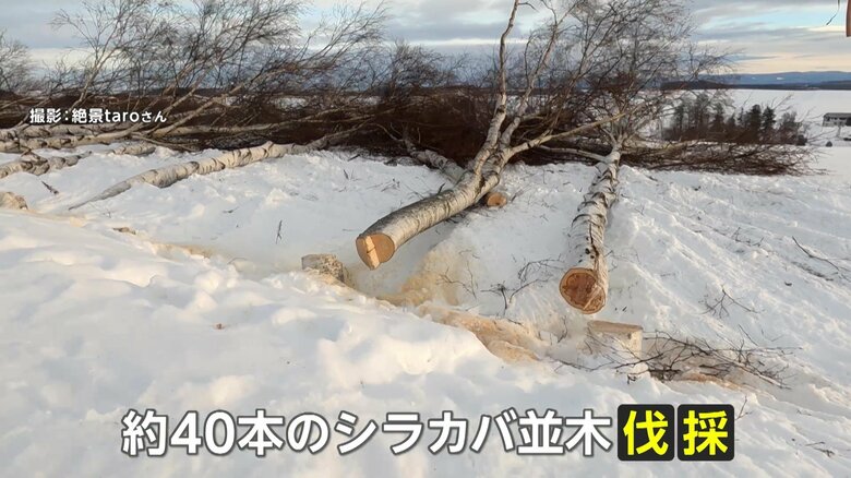 伐採されたシラカバ並木（2025年1月14日午前8時頃）