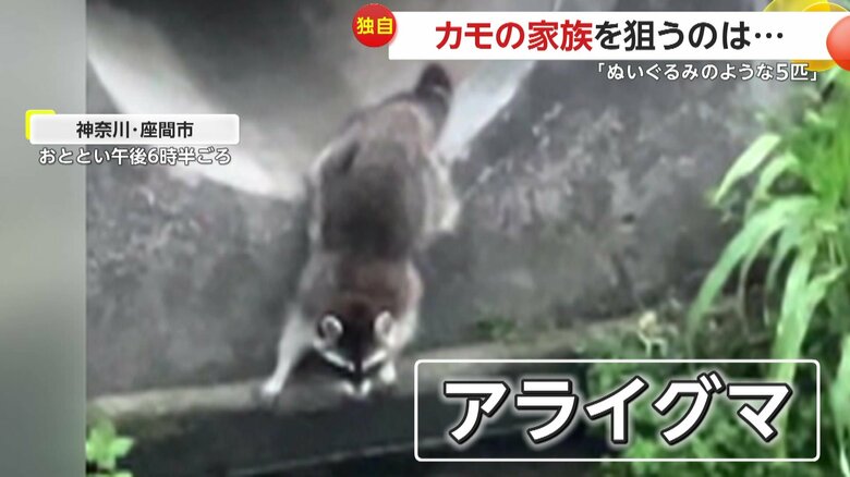 カモに熱視線を送っていたのはアライグマ（視聴者提供）
