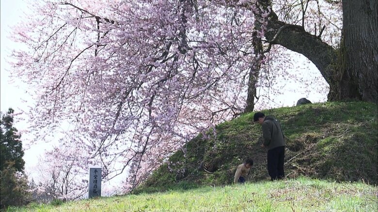 地域の人にも愛される名木
