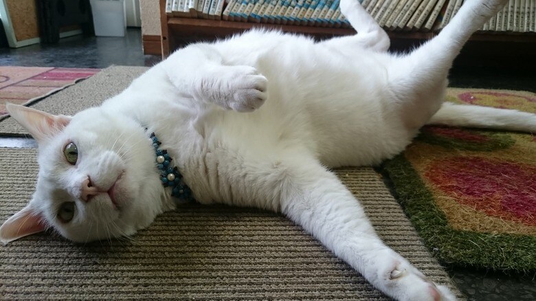 2代目・看板猫のチビくん