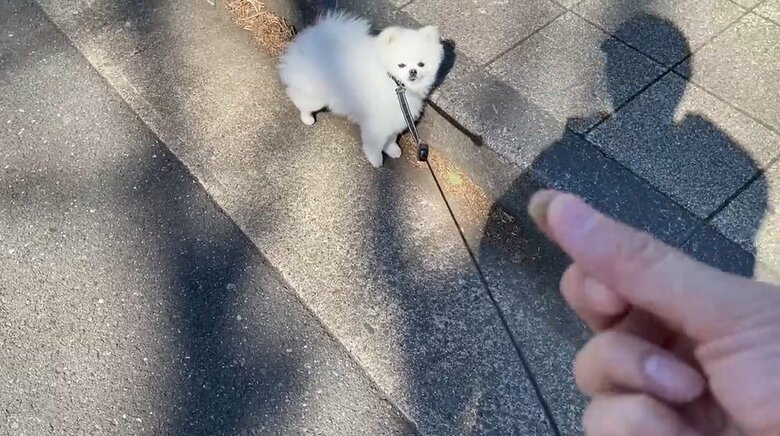 おやつで誘導する作戦