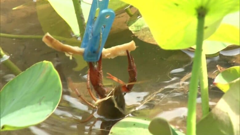 サキイカを餌にザリガニ釣り