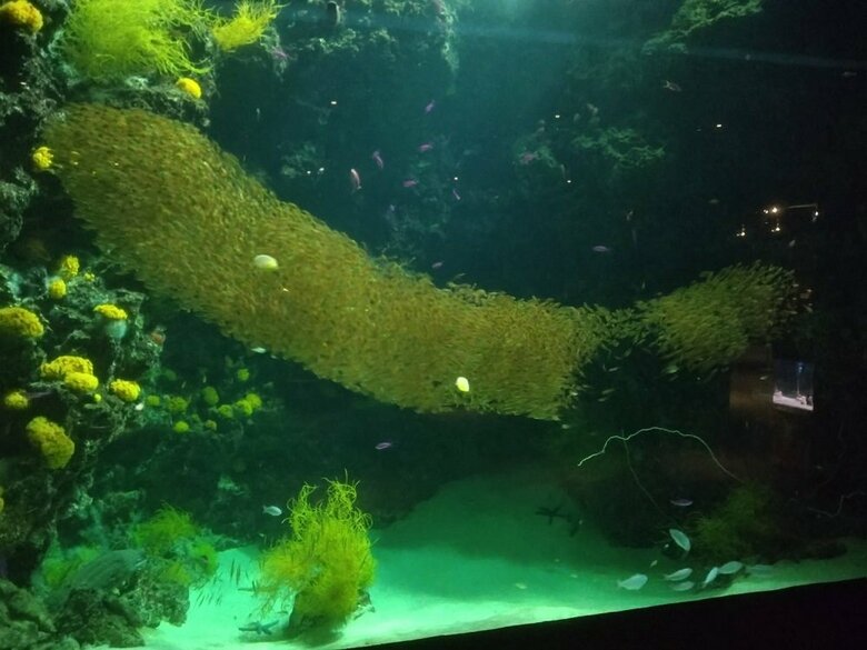 細長くなったり（提供：アクアマリンふくしま）