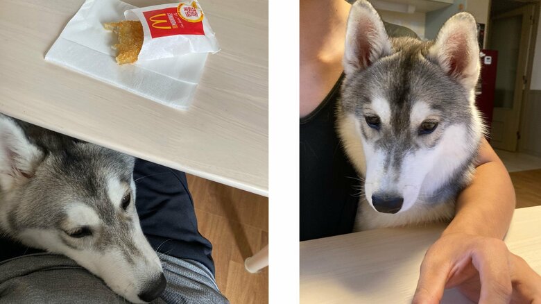 食べることが好き。人間が食べていると期待の視線を送る