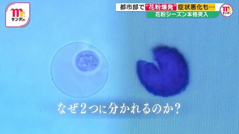 港区で採取した花粉