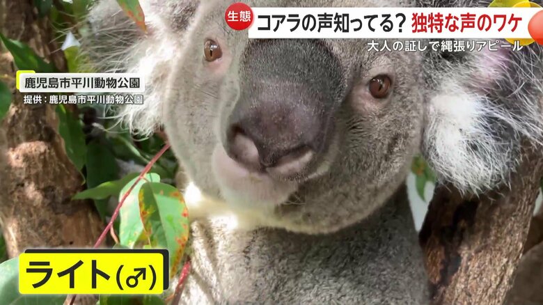 葉っぱを食べている時はおとなしく静かなオスコアラのライトくん