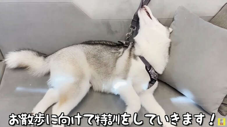 3カ月の頃のもんちゃん。初ハーネスに興味津々