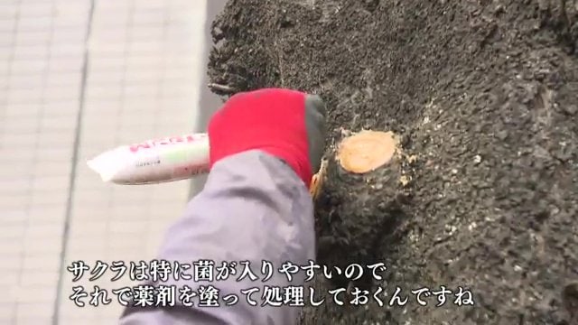 サクラの治療