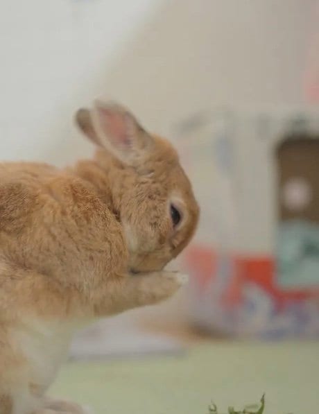 かんぺいくん（提供：さんでんさん）