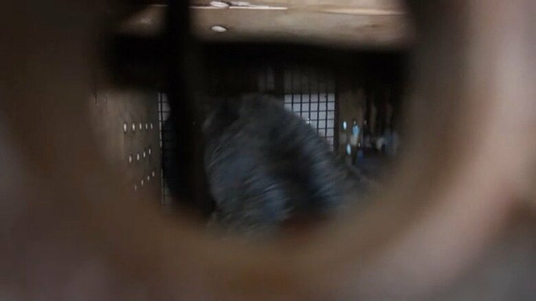 ロシアから北朝鮮に動物が贈られる様子