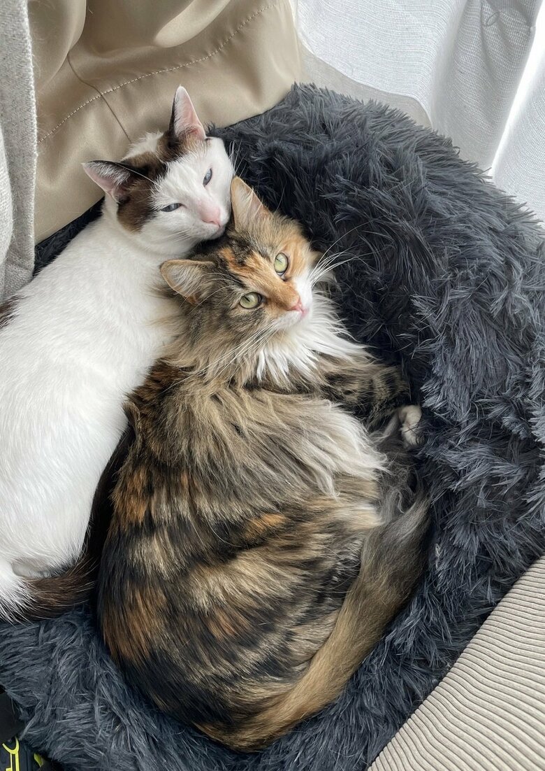 仲良し（提供：つくね＆ひまりさん）