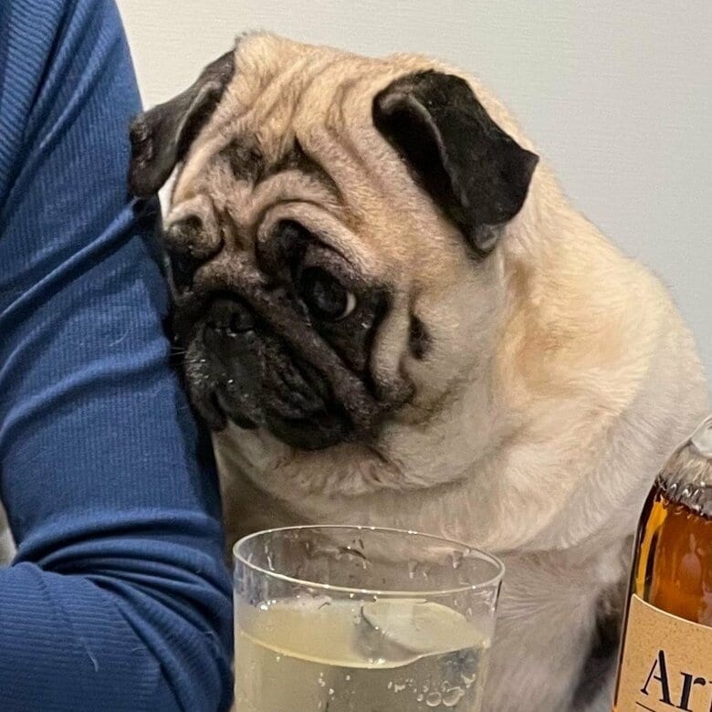 飼い主の食事中、圧をかける横綱ちゃん