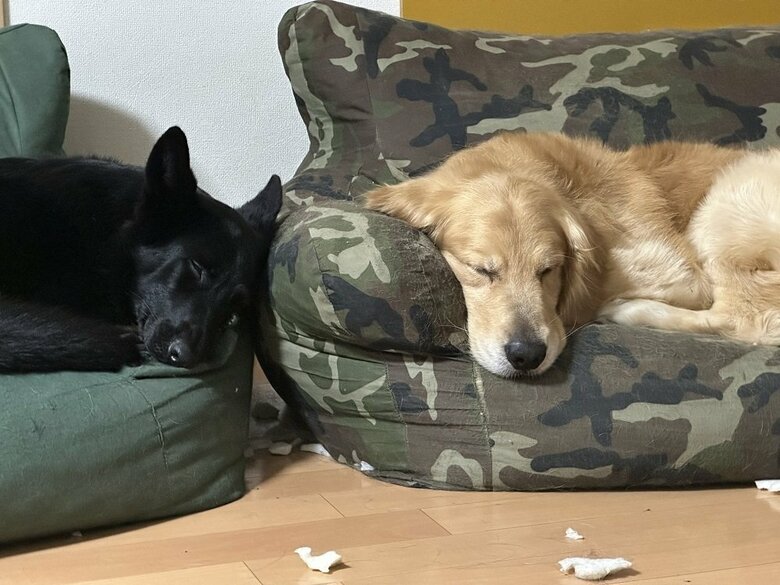 仲良くぐっすり