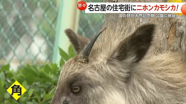 頭には短く後ろ向きに湾曲した角が生えているニホンカモシカ