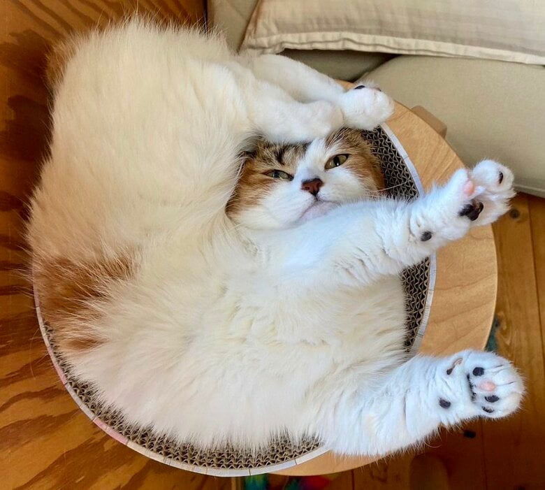 子猫時代から使っているベッド型爪とぎの上で寝ると…