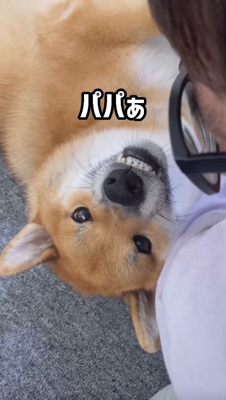 提供：柴犬ぽてとさん
