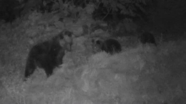 10月4日に札幌市西区で目撃された3頭の親子グマ（提供：札幌市）