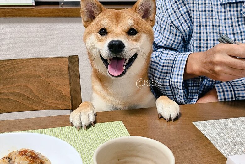 提供：犬さん