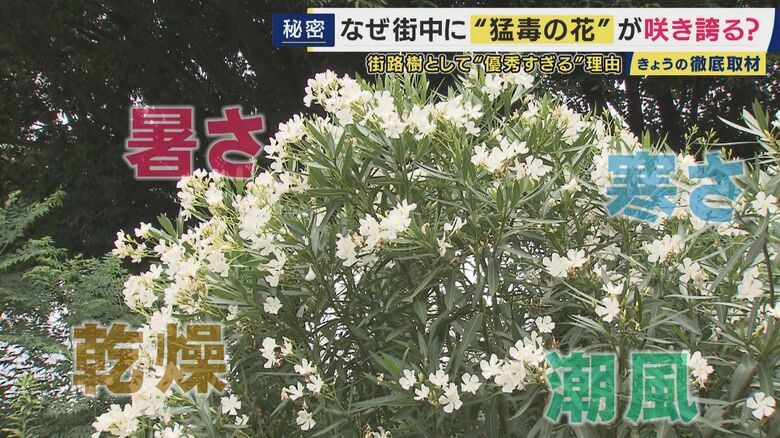 街路樹として選ばれ続けてきた理由