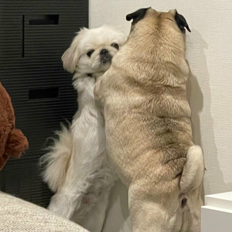 まるで相撲をしているような光景