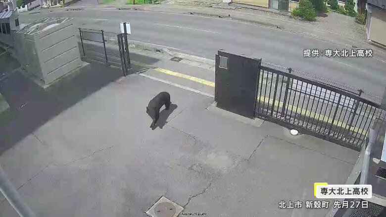 専大北上高校の校門から地内に侵入するクマ（提供：専大北上高校）