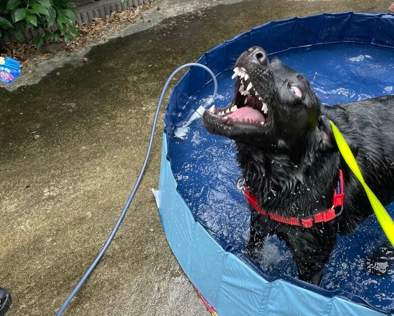 プールでは毎年のことだそう（2022年のプール時に撮影）