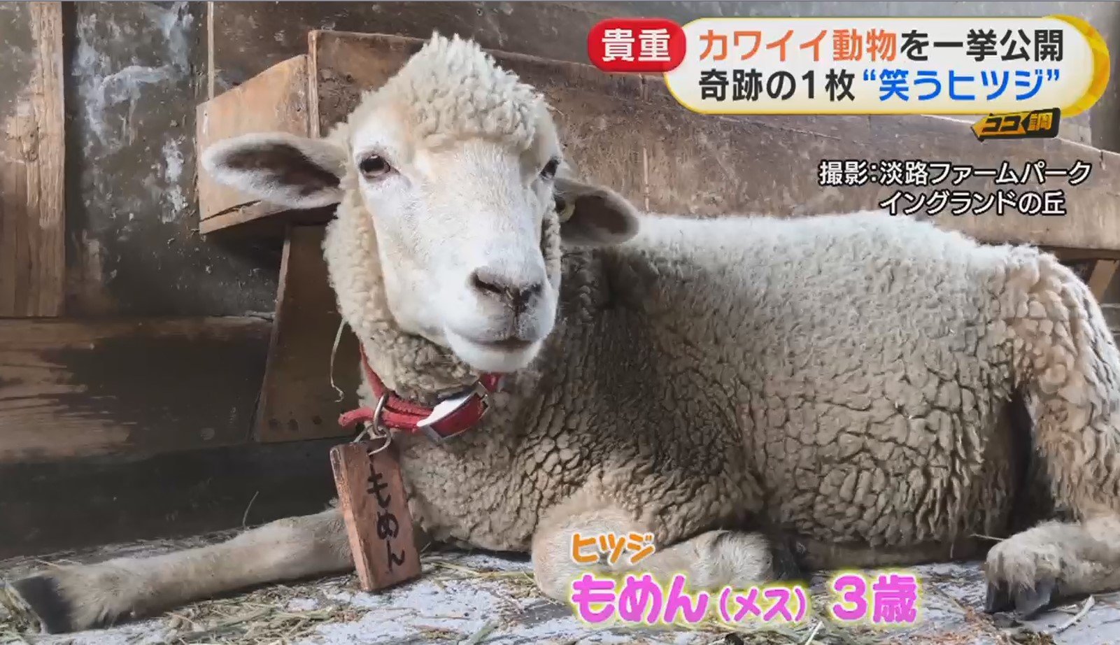 ブサかわいいサルの赤ちゃん 体重計に乗れないぽっちゃりアザラシ 休園中どう過ごしている 飼育員が撮った動物たちの貴重映像 Fnnプライムオンライン Goo ニュース