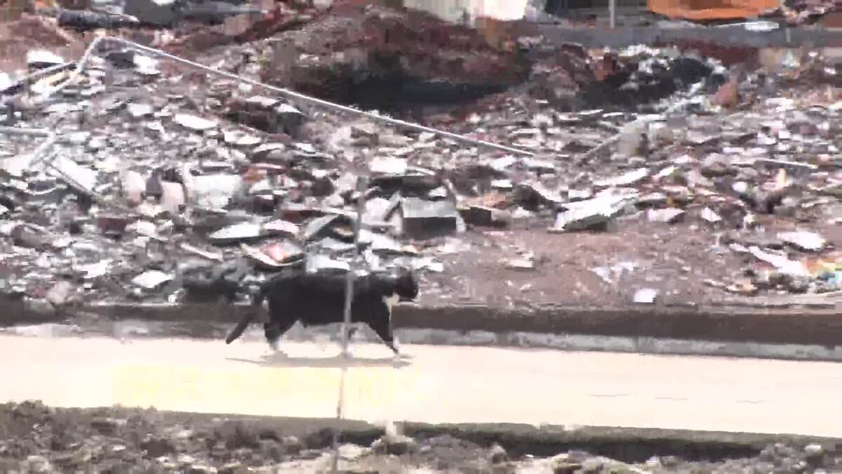 196棟焼失の大分市佐賀関火災から半年 行き場を失った地域猫「関ねこ
