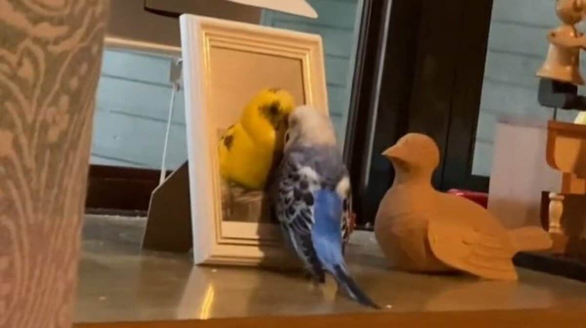 天国に行った“友達”の写真から離れないインコに涙…鳴いて何を伝え
