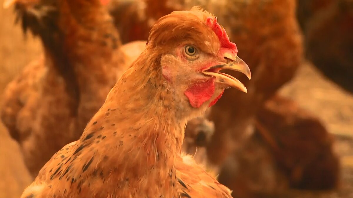 ブランド鶏を守れ コロナ禍で出荷半減 新たな魅力 疲労感軽減 機能 新メニューも 宮崎発