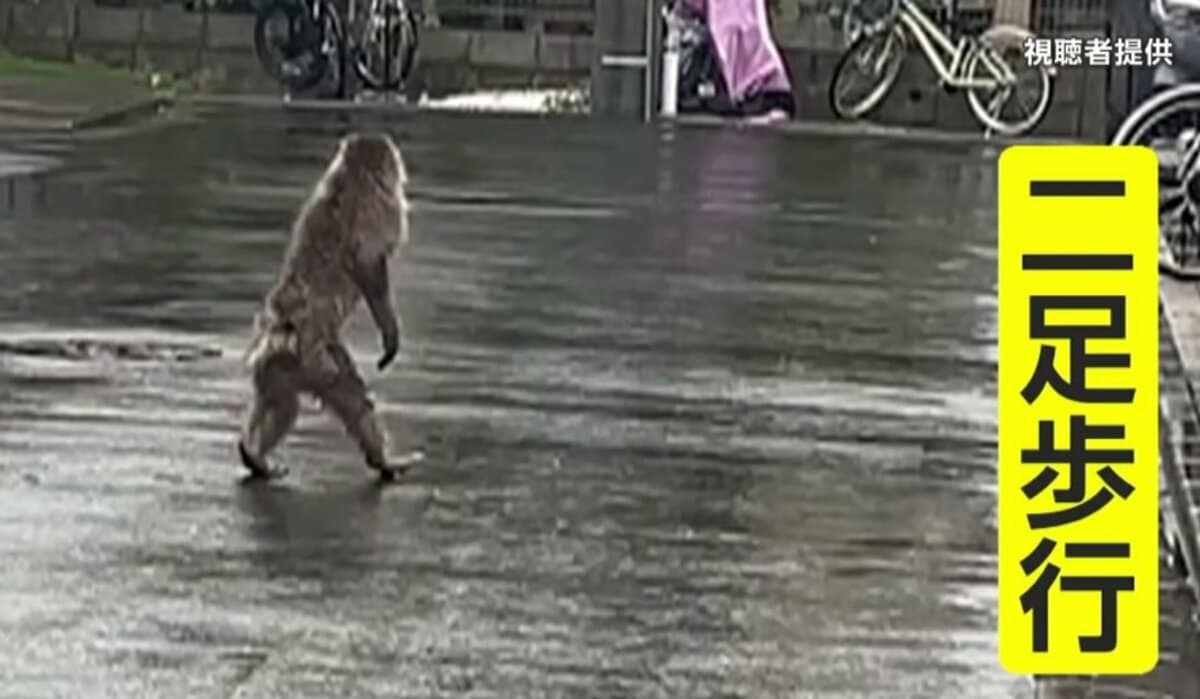 サル（同封NG）　画像ご確認下さい 独自】“左手のないサル”が都内に…先週は埼玉で相次いで目撃 歩き方も二