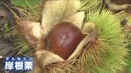 甘みは十分！　高級ブランド栗「岸根栗（がんねぐり）」の収穫最盛期　山口県・岩国市